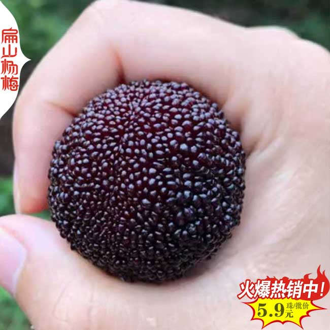 福建黑高峰楊梅