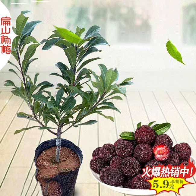 黑魁楊梅苗