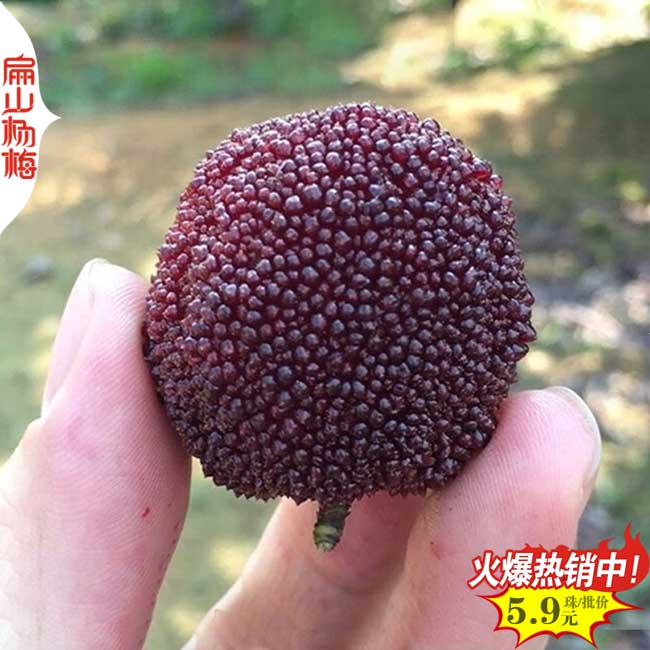 黑晶楊梅苗