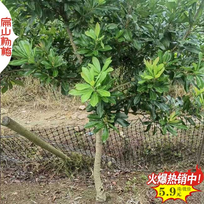 江蘇BG公司 常州水晶東魁永樹冠楊梅樹苗培育生產(chǎn)基地6元