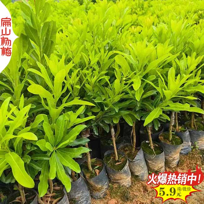 扁山隨州3年水晶楊梅苗 1公分中科油茶苗批發(fā) 好價格30-60CM