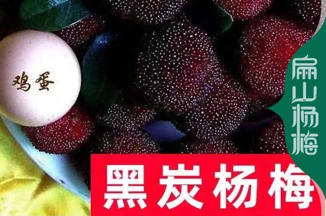 廣東大楊梅果