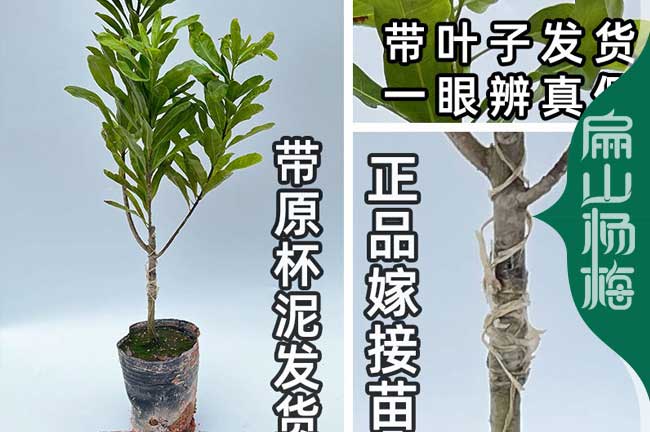 福建楊梅種植