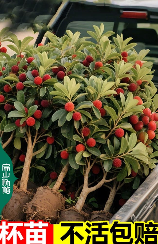 掛果東魁楊梅苗