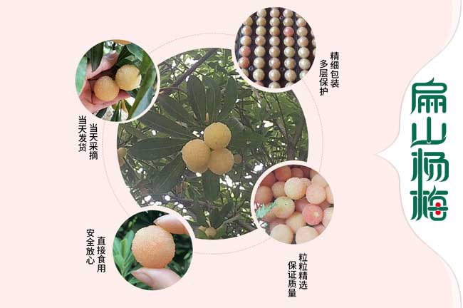 連云港楊梅收購