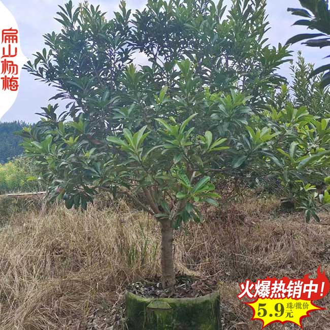 好苗批發(fā) 三亞儋州楊梅苗培育種植大型基地 高30-50厘米一顆
