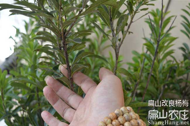 寧鄉(xiāng)楊梅種植基地