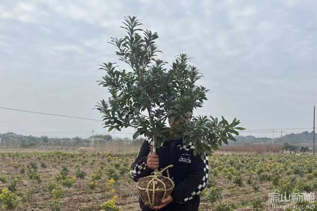 漳州地徑3公分水晶楊梅苗