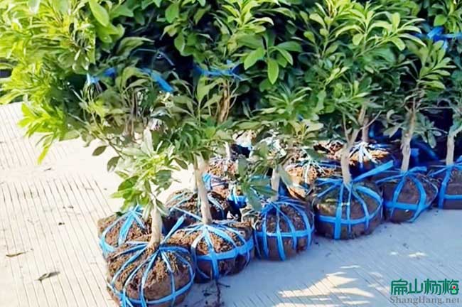 湖北楊梅苗培育種植基地 荊州水晶白軟絲楊梅大杯苗50公分-扁山