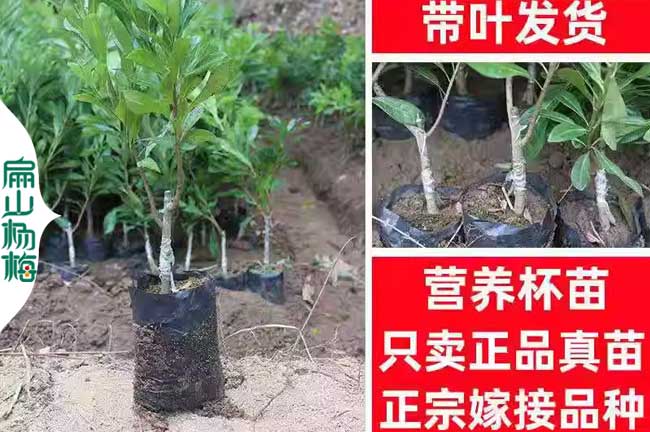 這里有廣東惠州的楊梅苗和油茶苗 1-2-3年批發(fā)基地 2元一珠