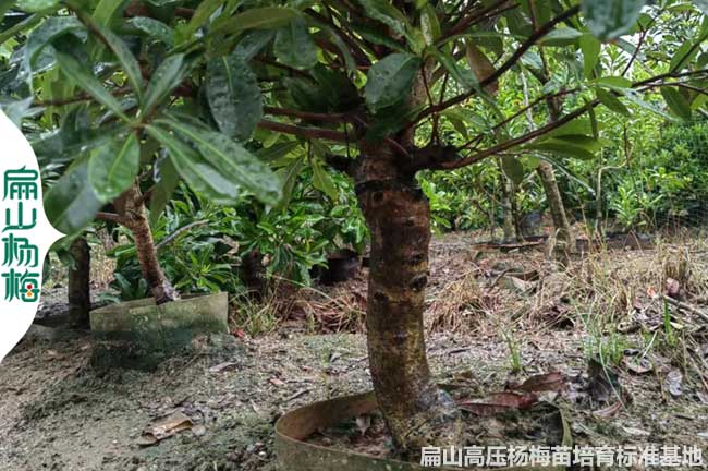 永樹冠1年福建楊梅樹苗種植技術(shù) 水晶東魁黑高峰高壓楊梅批發(fā)