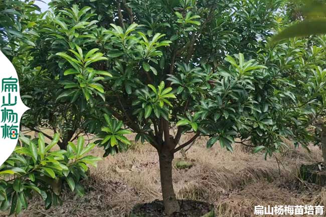 傘狀楊梅樹造型