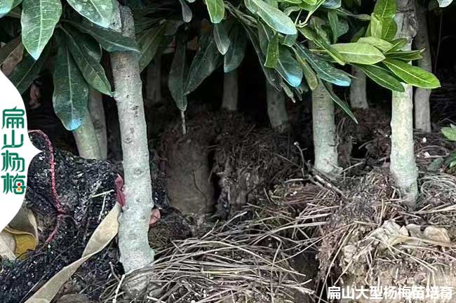 水晶楊梅苗 西雙版納1年楊梅苗 批發(fā)純白40-50CM-永樹冠黑高峰