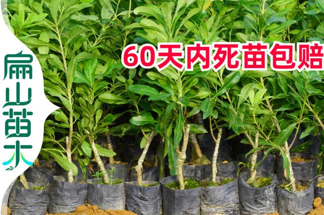 10-50-100-500顆楊梅苗 紅河水晶仙居楊梅苗價格 批發(fā)9元/珠