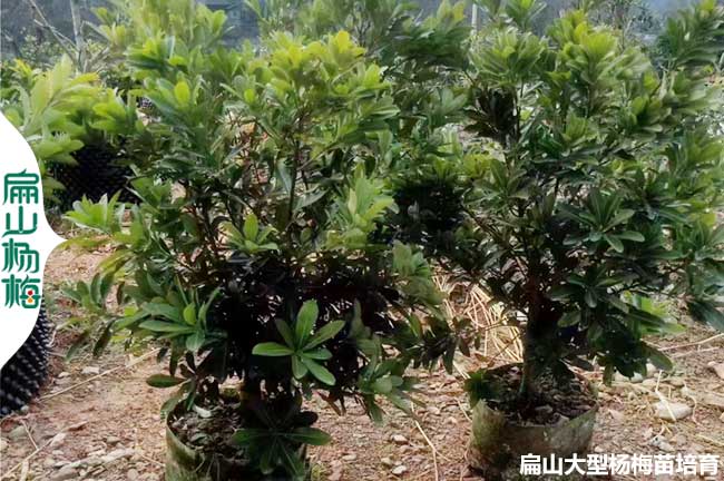 80萬(wàn)珠 陜西和江蘇嫁接1年水晶東魁永樹(shù)冠楊梅小杯苗 高壓美觀