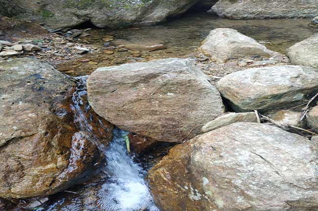 龍巖正番鴨養(yǎng)殖基地