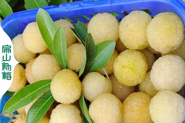 南平水晶楊梅