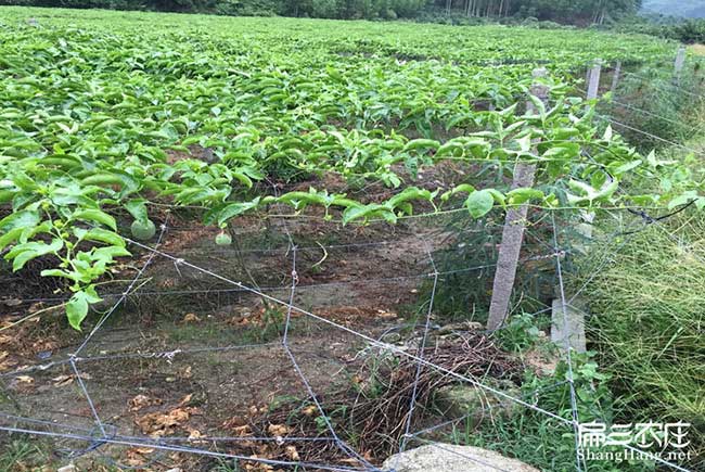 冷水茶樹苗種植生長(zhǎng)習(xí)