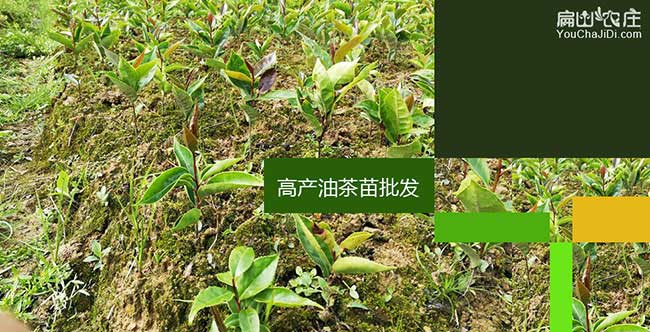 粵東扁山油茶分布的規(guī)