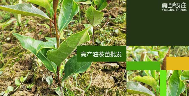 益陽油茶苗批發(fā)