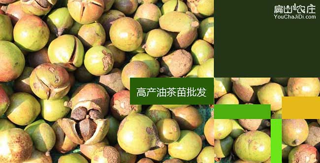 益陽油茶批發(fā)