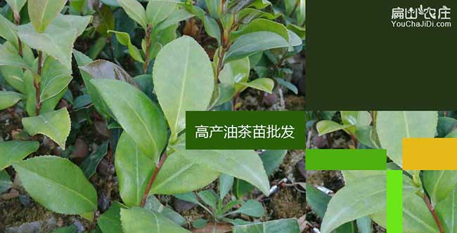 壽茶樹苗栽植行珠距鳳