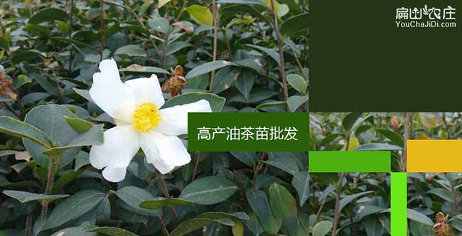 宜春茶樹苗批發(fā)