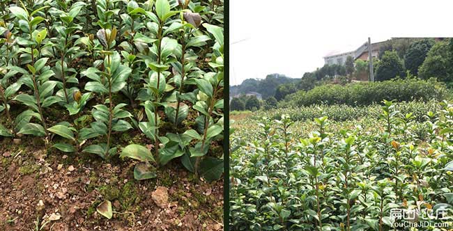 蕪湖源茶樹(shù)苗日常管理