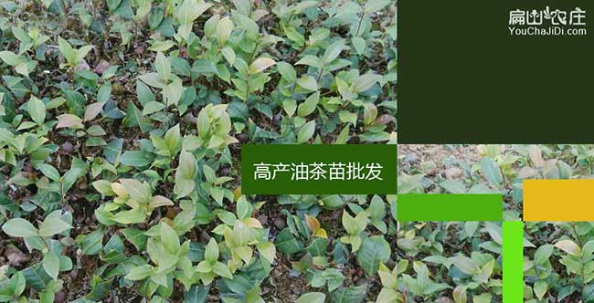 鄂州紅花大果油茶基地(梁子湖華容鄂城區(qū)油茶苗種植)