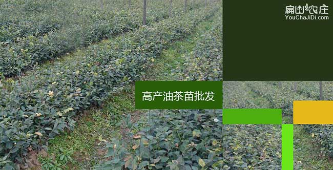 嘉興茶籽樹(shù)種植