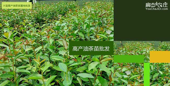 梧州茶樹(shù)種植