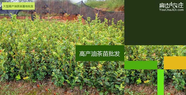 雷嶺鎮(zhèn)油茶種植技術(shù)培