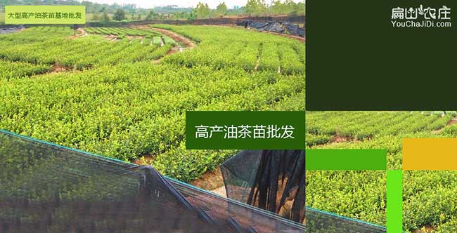 新吳區(qū)種植油茶一畝投