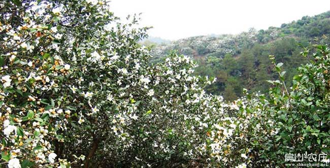 湖南白花油茶