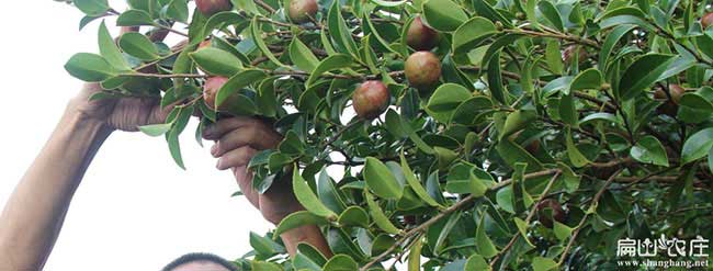 湖北高產(chǎn)油茶苗多少錢一顆?湖北大油茶基地