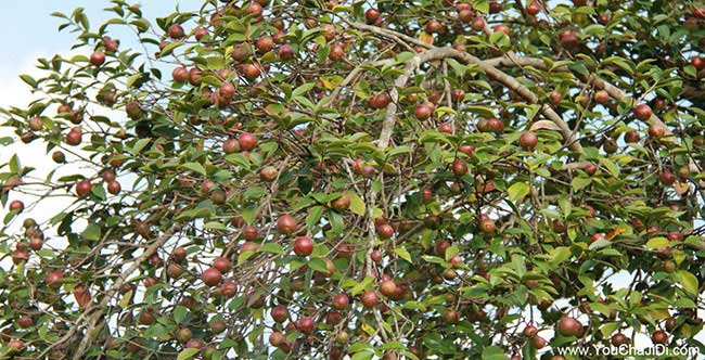 婁底油茶基地