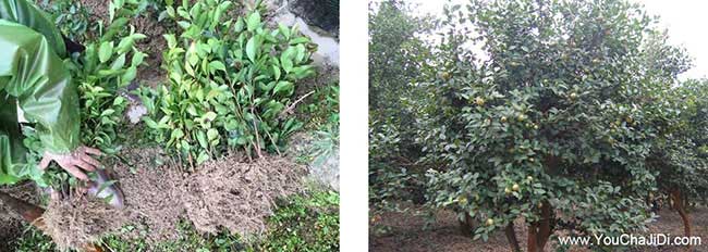 燈塔鎮(zhèn)油茶種植技術(shù)培