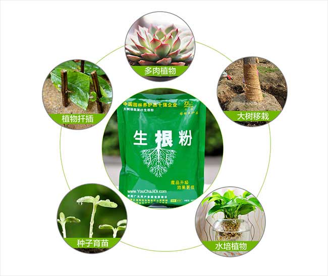 淮北油茶種植基地Good淮北油茶苗批發(fā)價(jià)格