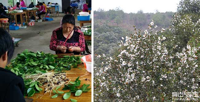 鄂城區(qū)油茶苗種植