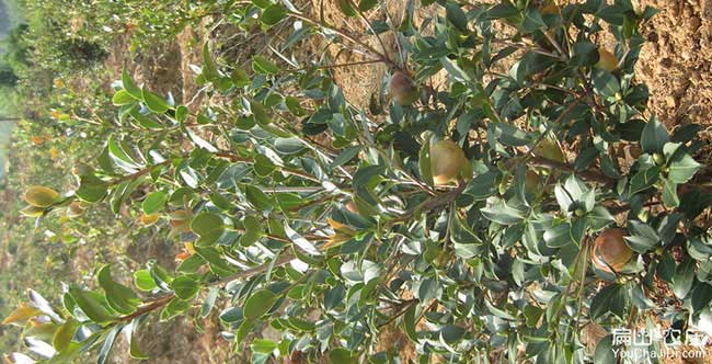 漢陽區(qū)南方種植油茶的