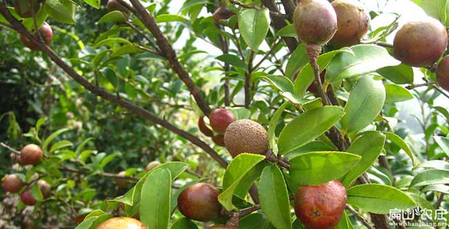 雷公油茶苗掛果周期短