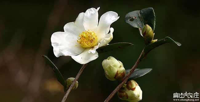 邳城鎮(zhèn)茶樹苗栽植行珠