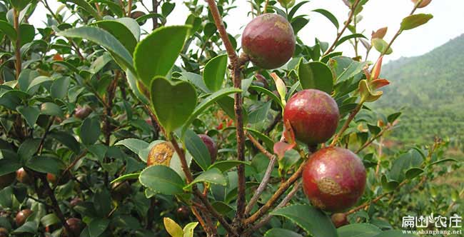 宜陵鎮(zhèn)油茶基地在開發(fā)