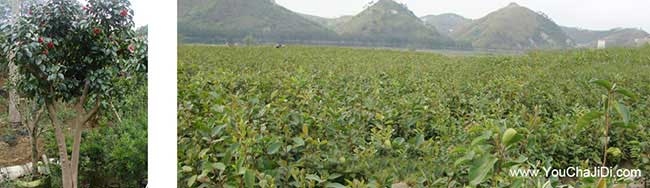 常州油茶苗批發(fā)And常州油茶苗價錢茶籽茶油回收