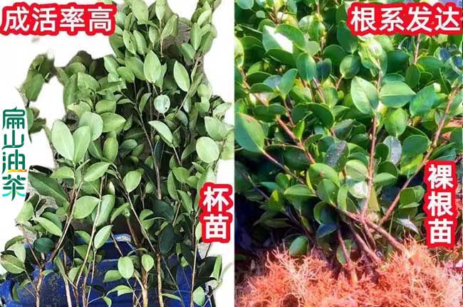 漳州長林油茶杯苗批發(fā)