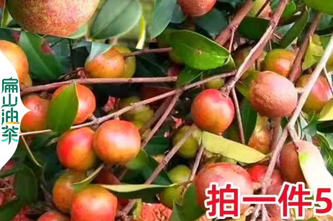 龍巖紅皮茶果批發(fā)