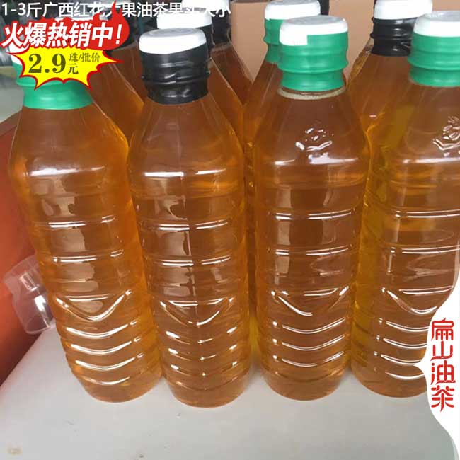 陽(yáng)朔大果油茶苗批發(fā)