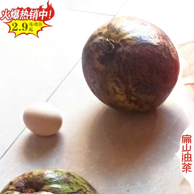 [大紅花]來賓掛果油茶苗培育 大果楊梅苗 來賓地徑批發(fā)32CM