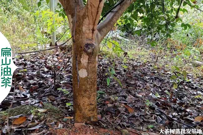 地徑10-15公分湖南臺梅烏梅東魁楊梅樹苗批發(fā)價格-扁山楊梅