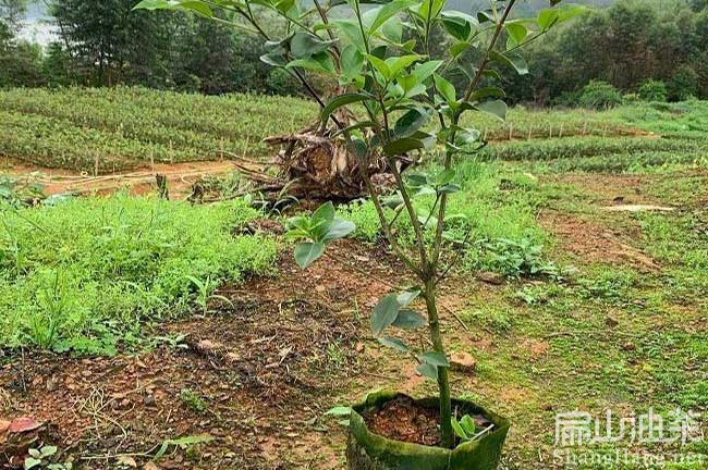 南平三年油茶杯苗